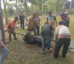 Sambut Kedatangan PJ Bupati Baru, Tokoh Masyarakat BA III Syamsuri Potong Sapi