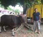 Tabily Doni OKK Gerindra Muara Enim Kurban 2 Sekor Sapi